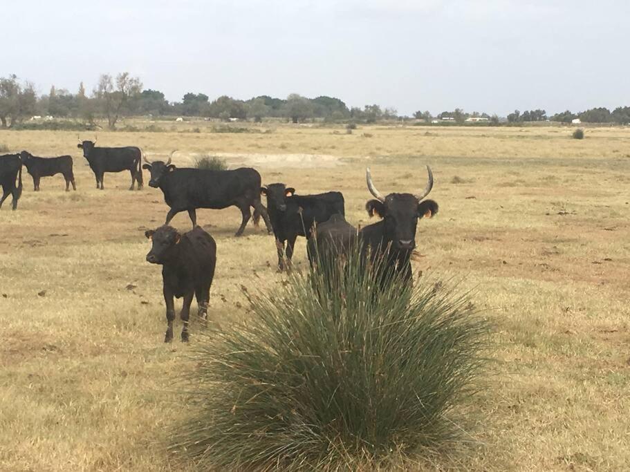 "Le Nature" Camargue Jardin آرْلْ المظهر الخارجي الصورة
